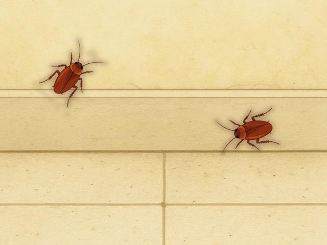 Cockroach