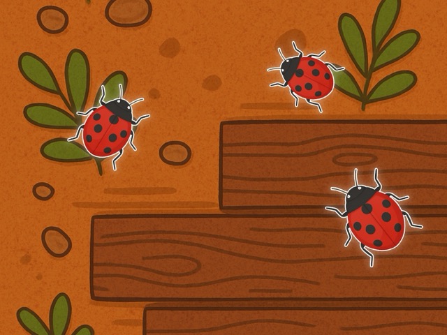 Ladybug